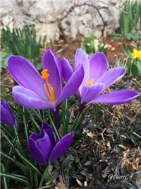 130d0d25-20170302 RI Crocus 1.jpg